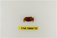 藏品(絨毛近方蟹)的圖片